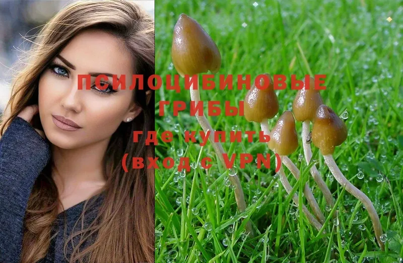 мориарти наркотические препараты  Истра  Галлюциногенные грибы Psilocybe 